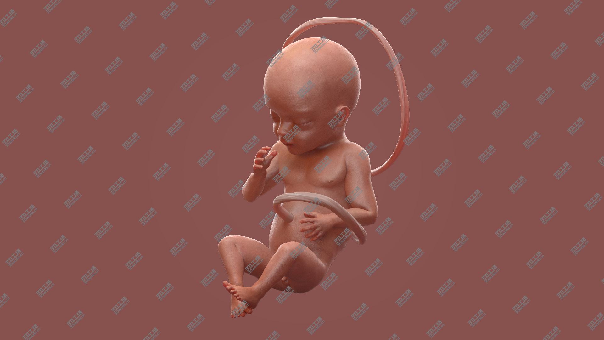 images/goods_img/20210313/3D Human Fetus at 24 Weeks Rigged model/4.jpg